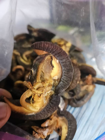 20 PIECES SMALL SNAIL