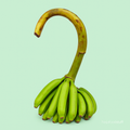 Unripe Plantain