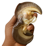 20 PIECES JUMBO SNAIL