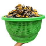 20 PIECES JUMBO SNAIL