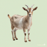 Goat Meat