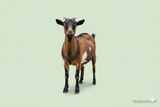 Goat Meat