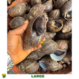 20 PIECES LARGE SNAIL