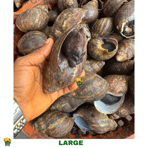 20 PIECES LARGE SNAIL