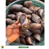 20 PIECES MEDIUM SNAIL