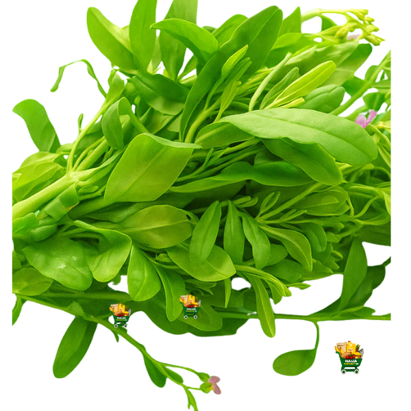 Waterleaf