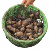 100 PIECES MINI SNAIL