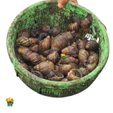 20 PIECES MINI SNAIL