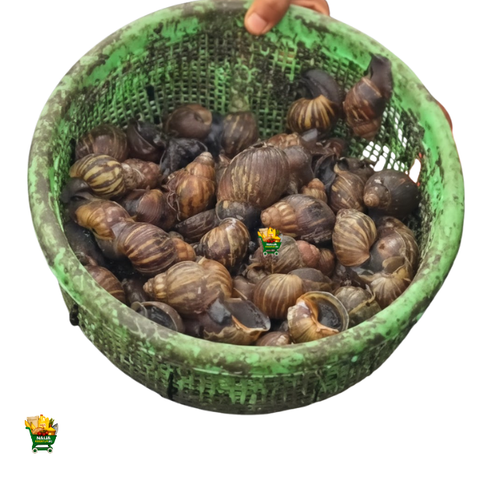 20 PIECES MINI SNAIL