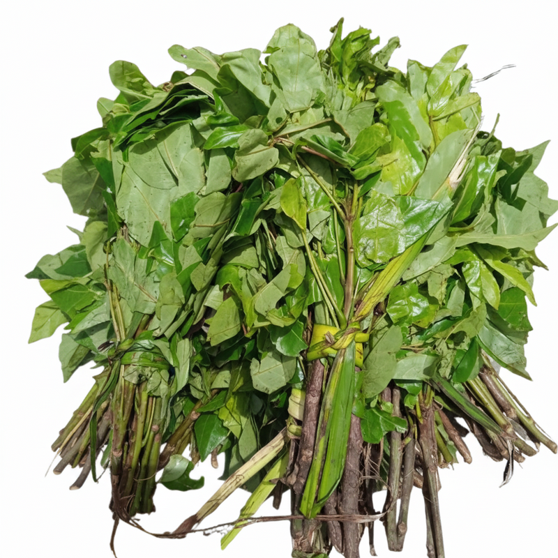 Oha Leaf