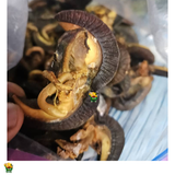 20 PIECES SMALL SNAIL