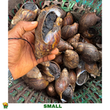 20 PIECES SMALL SNAIL