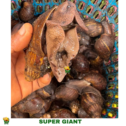 20 PIECES SUPER GIANT SNAIL