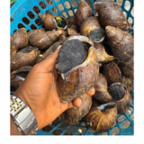 20 PIECES SUPER GIANT 2 SNAIL