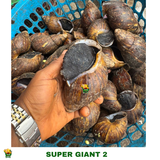 20 PIECES SUPER GIANT 2 SNAIL