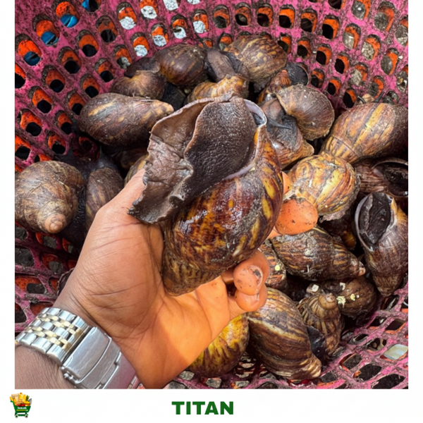 20 PIECES TITAN SNAIL
