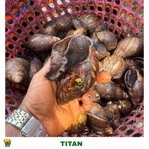 20 PIECES TITAN SNAIL