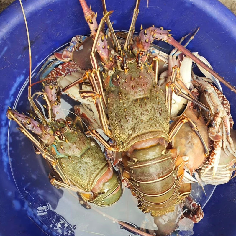 Lobster