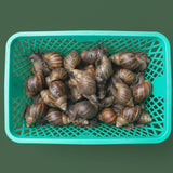 20 PIECES STANDARD SNAIL
