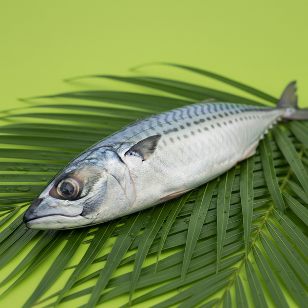 Titus Fish