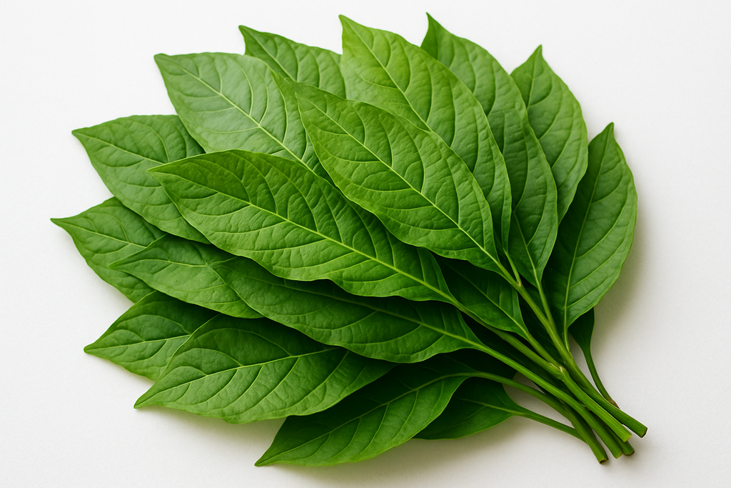 oha leafs